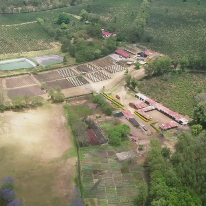 Kaffeefarm Mondul Estate in Tansania – nachhaltiger Anbau von Spezialitätenkaffee, direkte Partnerschaft mit ViCAFE Zürich.“